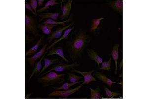 Image no. 2 for anti-Activating Transcription Factor 2 (ATF2) (Thr53), (Thr71) antibody (ABIN197148) (ATF2 Antikörper  (Thr53, Thr71))