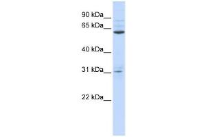 Western Blotting (WB) image for anti-Intestine-Specific Homeobox (ISX) antibody (ABIN2459121)