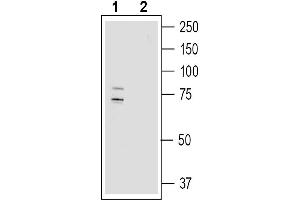 Western blot analysis of human  MG glioma cell line lysate:1. (Sodium Hydrogen Exchanger 7 (SLC9A7) Peptid)