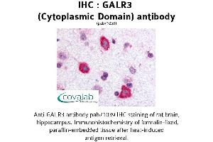 Image no. 1 for anti-Galanin Receptor 3 (GALR3) (1st Cytoplasmic Domain) antibody (ABIN1734573) (GALR3 Antikörper  (1st Cytoplasmic Domain))