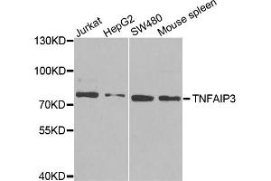 Western blot analysis of extracts of various cell lines, using TNFAIP3 antibody (ABIN5971154) at 1/1000 dilution. (TNFAIP3 Antikörper)