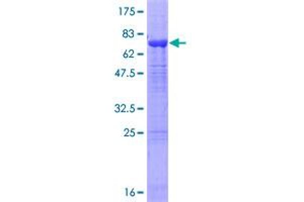 OTUD7B Protein (AA 1-427) (GST tag)