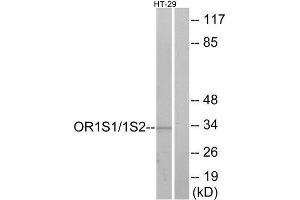 Western Blotting (WB) image for anti-Olfactory Receptor, Family 1, Subfamily S, Member 1/2 (OR1S1/OR1S2) (C-Term) antibody (ABIN1853200) (OR1S1/1S2 Antikörper  (C-Term))