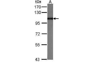 WB Image Sample (30 ug of whole cell lysate) A:NIH-3T3 7. (MVP Antikörper  (C-Term))