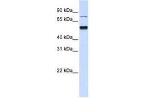 Image no. 1 for anti-Zinc Finger Protein 773 (ZNF773) (N-Term) antibody (ABIN6740649) (ZNF773 Antikörper  (N-Term))