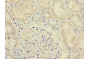 Immunohistochemistry of paraffin-embedded human kidney tissue using ABIN7166095 at dilution of 1:100