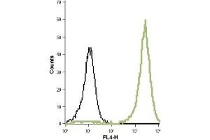 Cell surface detection of KCa1. (KCNMA1 Antikörper  (1st Extracellular Loop))