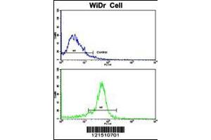 Flow cytometric analysis of widr cells using TPH1 Antibody (N-term)(bottom histogram) compared to a negative control cell (top histogram). (Tryptophan Hydroxylase 1 Antikörper  (N-Term))