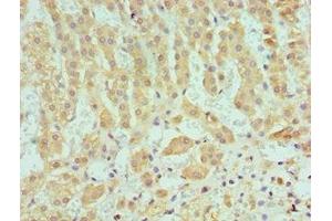 Immunohistochemistry of paraffin-embedded human adrenal gland tissue using ABIN7166366 at dilution of 1:100 (SERPINA1 Antikörper  (AA 165-444))