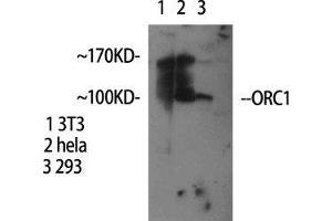 Western Blot (WB) analysis of specific cells using ORC1 Polyclonal Antibody. (ORC1 Antikörper  (Internal Region))