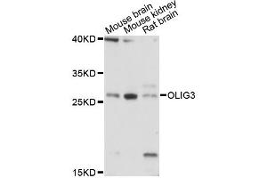 Western blot analysis of extracts of various cell lines, using OLIG3 antibody (ABIN6290717) at 1:3000 dilution. (OLIG3 Antikörper)