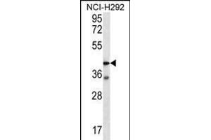 F2RL2 Antibody (N-term) (ABIN656222 and ABIN2845538) western blot analysis in NCI- cell line lysates (35 μg/lane). (F2RL2 Antikörper  (N-Term))
