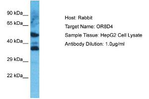 Host: Rabbit Target Name: OR8D4 Sample Type: HepG2 Whole Cell lysates Antibody Dilution: 1. (OR8D4 Antikörper  (C-Term))