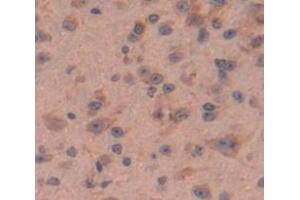 IHC-P analysis of Mouse Tissue, with DAB staining. (MIF Antikörper  (AA 4-112))