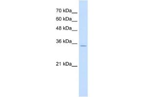 RNF39 antibody used at 1 ug/ml to detect target protein. (RNF39 Antikörper  (N-Term))