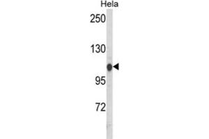 Western Blotting (WB) image for anti-Heat Shock 70kDa Protein 4-Like (HSPA4L) antibody (ABIN3003894) (HSPA4L Antikörper)