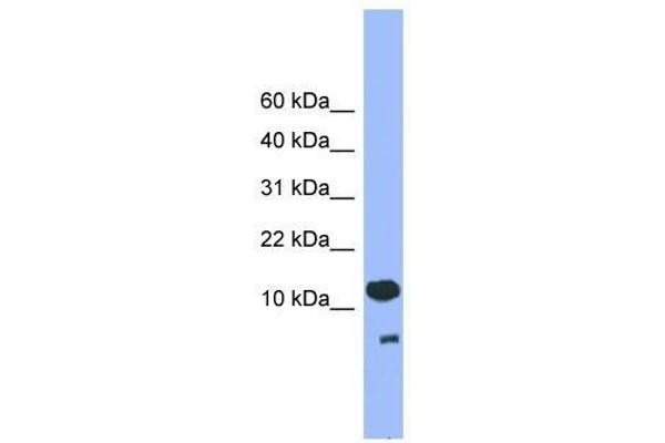 CDC26 Antikörper  (C-Term)