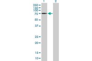 Western Blotting (WB) image for anti-Prostaglandin-Endoperoxide Synthase 2 (Prostaglandin G/H Synthase and Cyclooxygenase) (PTGS2) (AA 1-604) antibody (ABIN519477)