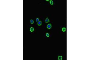 Immunofluorescent analysis of HepG2 cells using ABIN7177971 at dilution of 1:100 and Alexa Fluor 488-congugated AffiniPure Goat Anti-Rabbit IgG(H+L) (Tryptophan Hydroxylase 1 Antikörper  (AA 1-447))