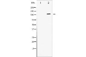 ATP1A1 Antikörper  (N-Term)