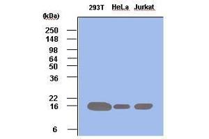 Cell lysates of 293T, HeLa and Jurkat (each 50 ug) were resolved by SDS-PAGE, transferred to PVDF membrane and probed with anti-human Pin1 (1:500). (PIN1 Antikörper  (AA 1-163))