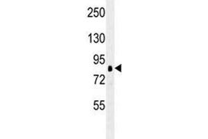 RPS6KA1 antibody western blot analysis in K562 lysate. (RPS6KA1 Antikörper)