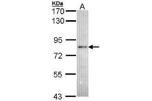 RNF6 Antikörper  (C-Term)