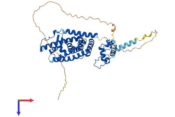 NR1H2 Protein (AA 1-446) (His tag)