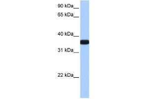 OCEL1 antibody used at 0. (OCEL1 Antikörper  (C-Term))