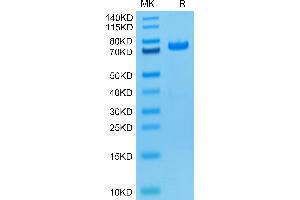 Biotinylated Human PADI4 (Primary Amine Labeling) on Tris-Bis PAGE under reduced condition.