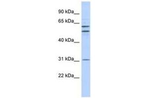 Image no. 1 for anti-Zinc Finger Protein 775 (ZNF775) (N-Term) antibody (ABIN6742931) (ZNF775 Antikörper  (N-Term))