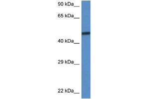 WB Suggested Anti-Smarcd3 Antibody Titration: 1. (SMARCD3 Antikörper  (C-Term))