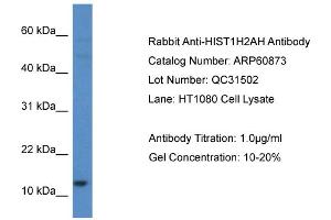 Western Blotting (WB) image for anti-Histone H2A Type 1-H (HIST1H2AH) (C-Term) antibody (ABIN2788615) (HIST1H2AH Antikörper  (C-Term))