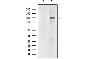 anti-Chloride Channel Accessory 1 (CLCA1) (C-Term) antibody