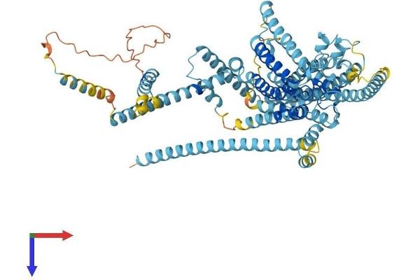 TMC1 Protein (AA 1-757) (His tag)