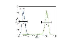 AKT1 Antibody (C-term ) (ABIN655915 and ABIN2845314) flow cytometric analysis of MCF-7 cells (right histogram) compared to a negative control cell (left histogram). (AKT1 Antikörper  (C-Term))
