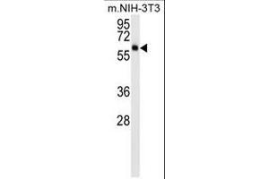 AKT3 (ABIN659026 and ABIN2838048) western blot analysis in mouse NIH-3T3 cell line lysates (15 μg/lane). (AKT3 Antikörper)