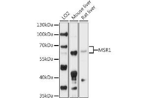 Western blot analysis of extracts of various cell lines, using MSR1 antibody (ABIN6127577, ABIN6144083, ABIN6144084 and ABIN6218466) at 1:1000 dilution. (Macrophage Scavenger Receptor 1 Antikörper  (AA 192-451))