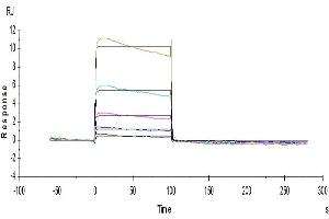 Surface Plasmon Resonance (SPR) image for Fc Fragment of IgG, Low Affinity IIIb, Receptor (CD16b) (FCGR3B) (AA 17-200) protein (His-Avi Tag) (ABIN7274600)