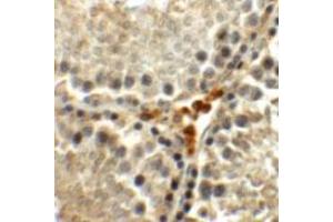 Immunohistochemical staining of rat testis cells with MEIG1 polyclonal antibody  at 5 ug/mL. (MEIG1 Antikörper  (C-Term))