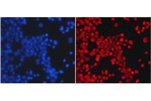 Immunofluorescence analysis of 293T cells using TriMethyl-Histone H4-K20 Polyclonal Antibody (Histone H4 Antikörper  (3meLys20))