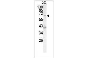 Image no. 1 for anti-Protein AF-9 (MLLT3) (C-Term) antibody (ABIN358673) (AF9 Antikörper  (C-Term))
