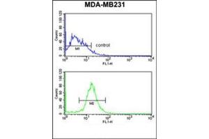 Flow cytometry analysis of MDA-MB231 cells uding DIRAS1 Antibody  (bottom histogram) compared to a negative control cell (top histogram). (DIRAS1 Antikörper  (Middle Region))