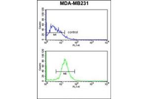 Flow Cytometry (FACS) image for anti-DIRAS Family, GTP-Binding RAS-Like 1 (DIRAS1) (AA 115-145), (Middle Region) antibody (ABIN951915)