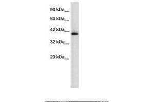 Image no. 1 for anti-Hexamethylene Bis-Acetamide Inducible 1 (HEXIM1) (C-Term) antibody (ABIN202339) (HEXIM1 Antikörper  (C-Term))