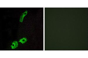 Peptide - +Western blot analysis of extracts from HUVEC cells, using GPR151 antibody. (GPR151 Antikörper  (C-Term))