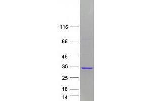 YEATS Domain Containing 4 protein (Myc-DYKDDDDK Tag)