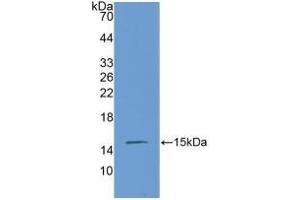 Detection of Recombinant CTGF, Mouse using Polyclonal Antibody to Connective Tissue Growth Factor (CTGF) (CTGF Antikörper  (AA 245-346))