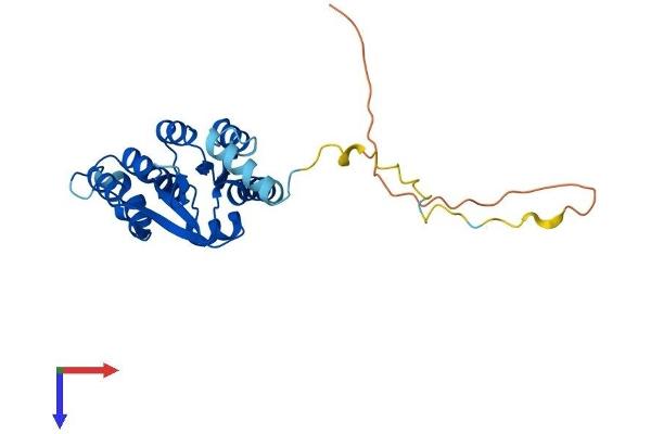 UTP23 Protein (AA 1-249) (His tag)