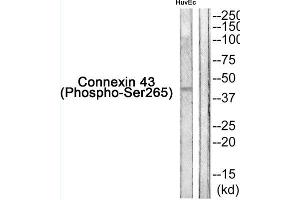 Western blot analysis of extracts from HuvEc cells, using Connexin 43 (Phospho-Ser265) Antibody. (Connexin 43/GJA1 Antikörper  (pSer265))